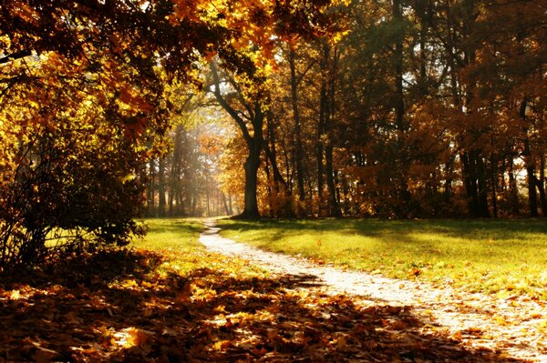 Sentier à travers le parc d automne