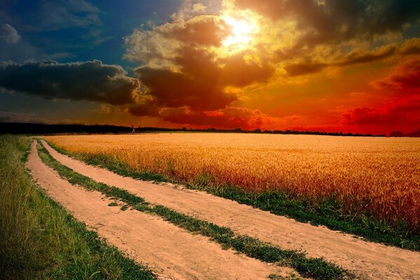 Landscape nature field wheat ears road