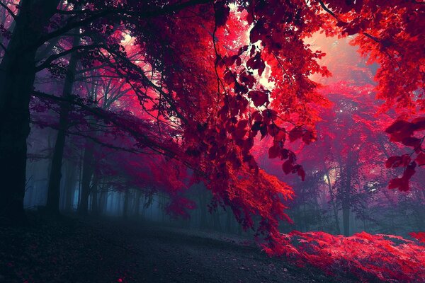 Foglie di alberi rosso vivo nella foresta nebbiosa