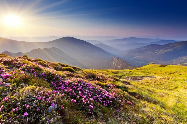 Blooming meadow and hills in the sunlight