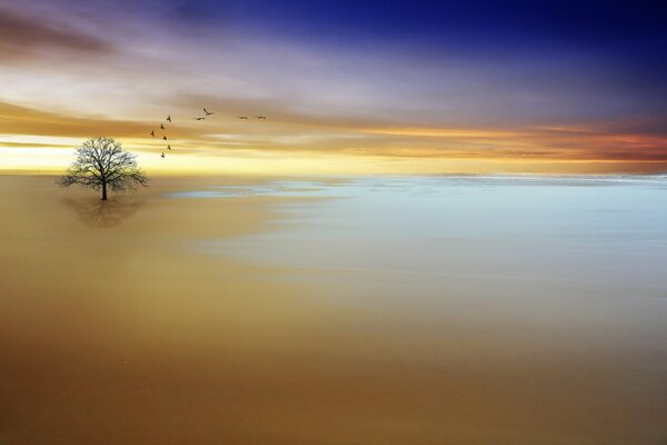 Arbre avec des oiseaux en face de la mer au coucher du soleil