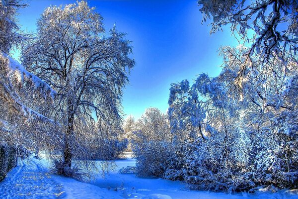 Winter snow-covered forest under a blue sky