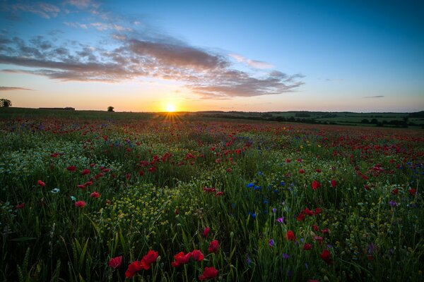 British field with beautiful flowers and blue sky