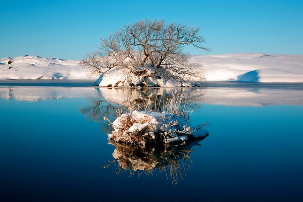 Reflection of a winter tree by the sea