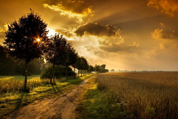 Un camino con árboles y un campo al atardecer