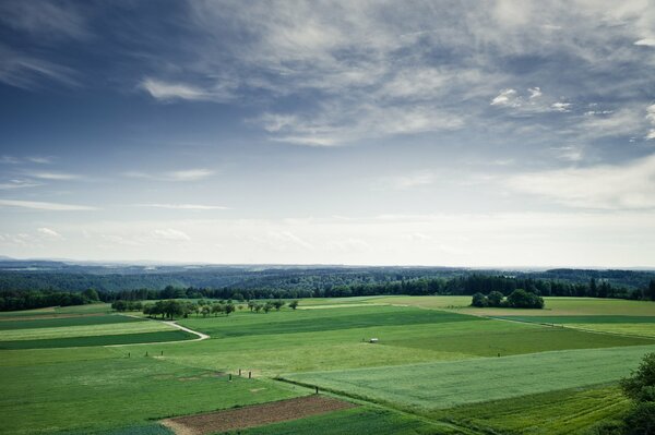 Green summer fields under clouds