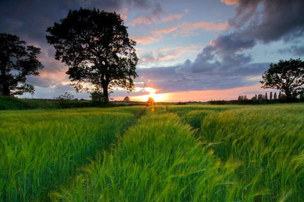 Campo de verano con árboles y hermosa puesta de sol