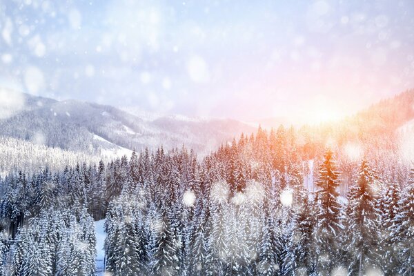 Forêt d hiver sur le versant de la montagne