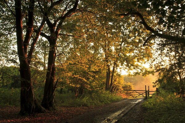 Camino del bosque en otoño. valla