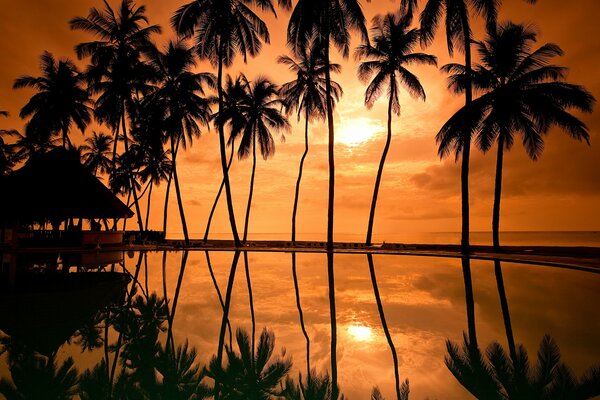 Palme alte al tramonto arancione