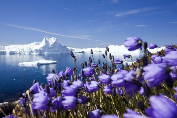 Cloches parmi les glaciers de l Arctique