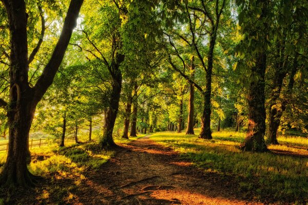 A path in a coniferous forest with a glimmer of the sun