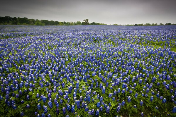 Landscape of blue flowers in the field