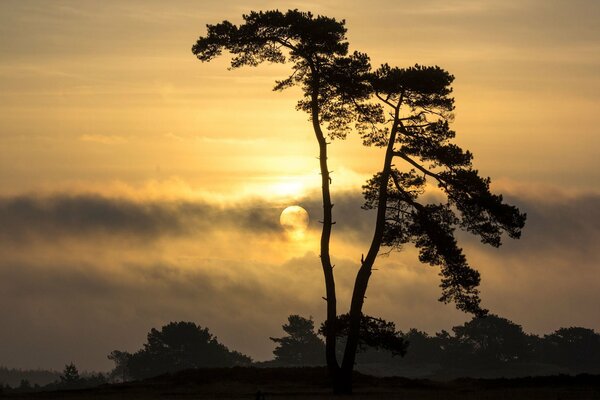 A tall tree on the background of the moon