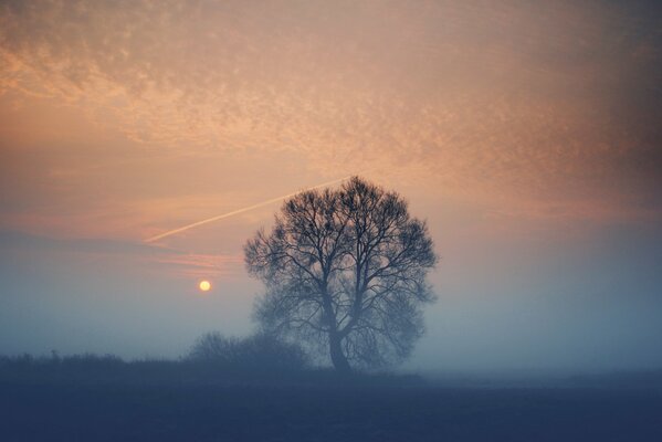 A lonely tree at sunset in the fog