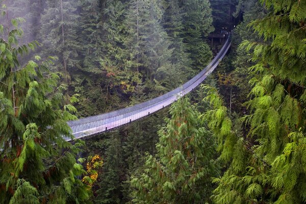 Un long pont au milieu d une forêt de conifères