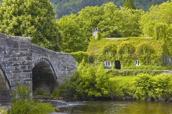 House in greenery on the river bank