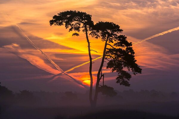 Colorful sunset on the background of a tree in nature