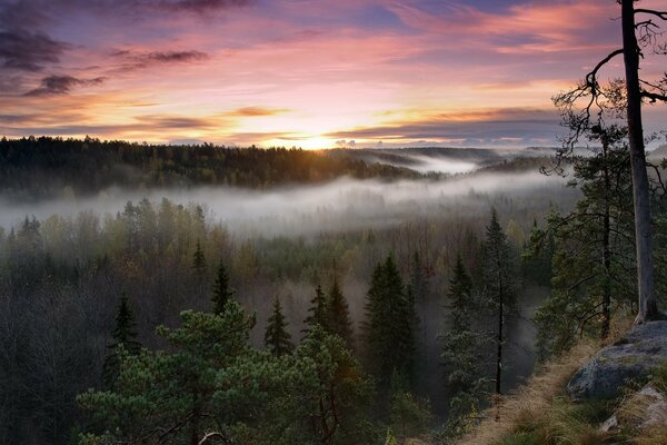 Heller Sonnenaufgang über einem nebligen Wald