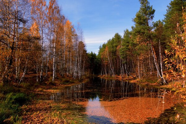 Paesaggio natura autunno, lago alberi di pino