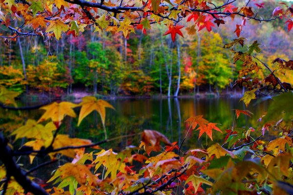 Feuillage d automne tombant dans l eau