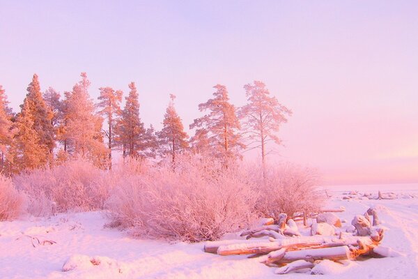 Winter and cold and trees freeze from ice