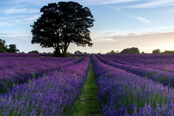 Lavender field in the evening