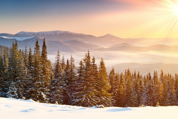 Trees and mountains in winter under the sun