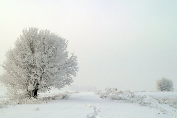 Wintermorgen. Nebel und Schnee