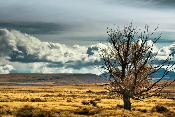 Paisaje En nueva Zelanda. Árbol, estepa, montañas