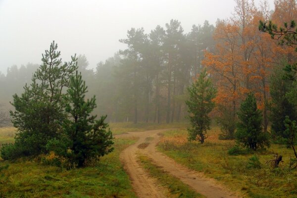 Charming nature, a road in the forest