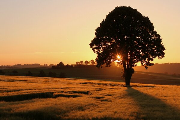 Arbre solitaire au bord du champ au coucher du soleil