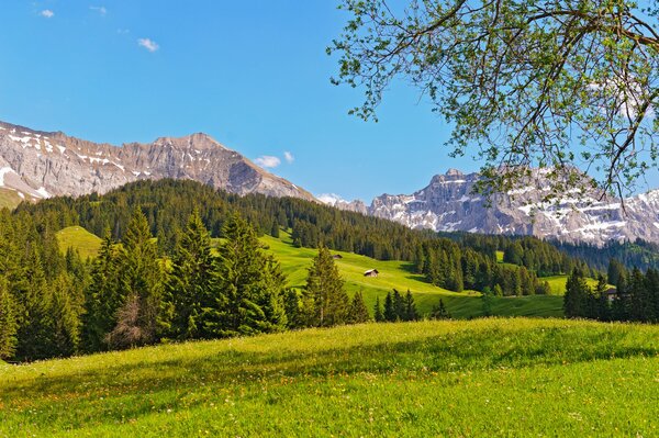 Naturaleza De Suiza. Montaña. Prado