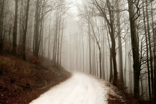 Brouillard sur une journée d hiver dans la forêt