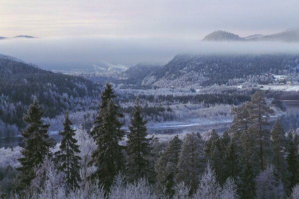 Schlanke Bäume auf dem Hintergrund der grünen Berge