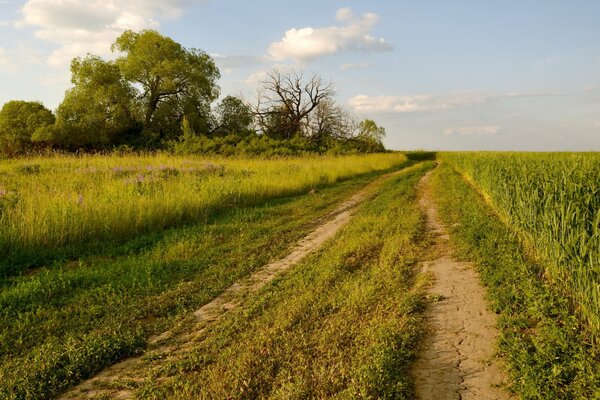 Beautiful nature in summer