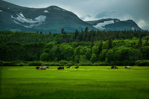 Walking horses in a green field