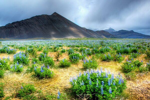 Paisaje flores en el campo en el fondo de la montaña