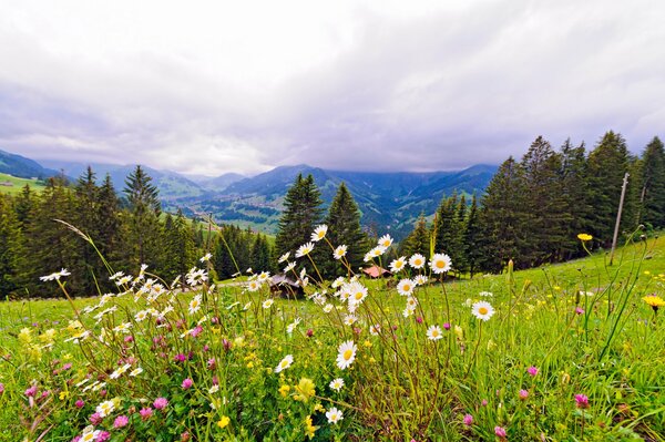 Gänseblümchen Sommer Himmel Wiese