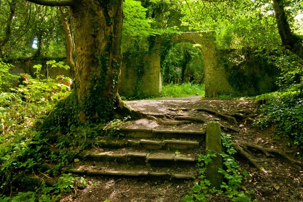 Verano caliente en el bosque fresco