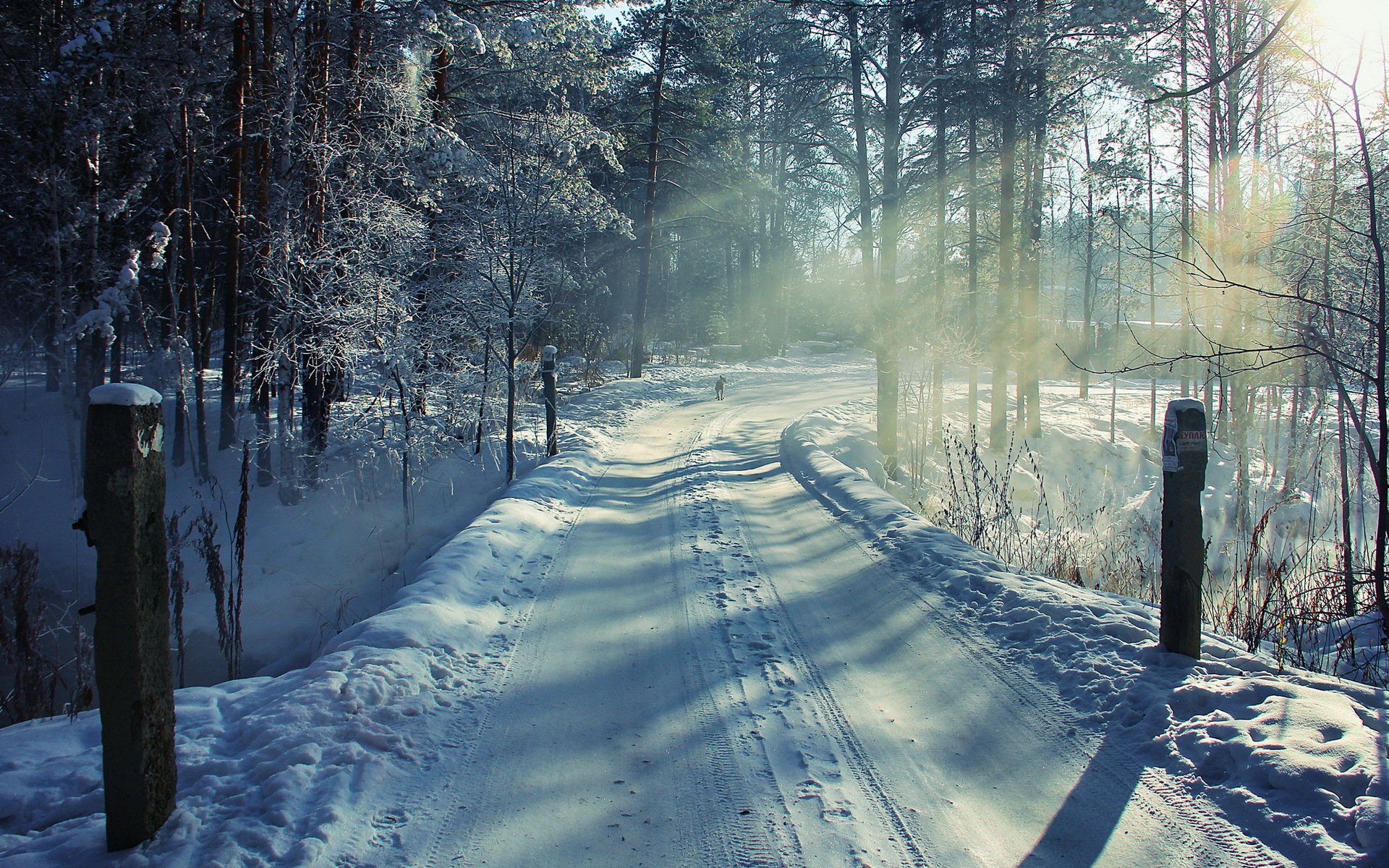 hiver forêt route neige chien paysage