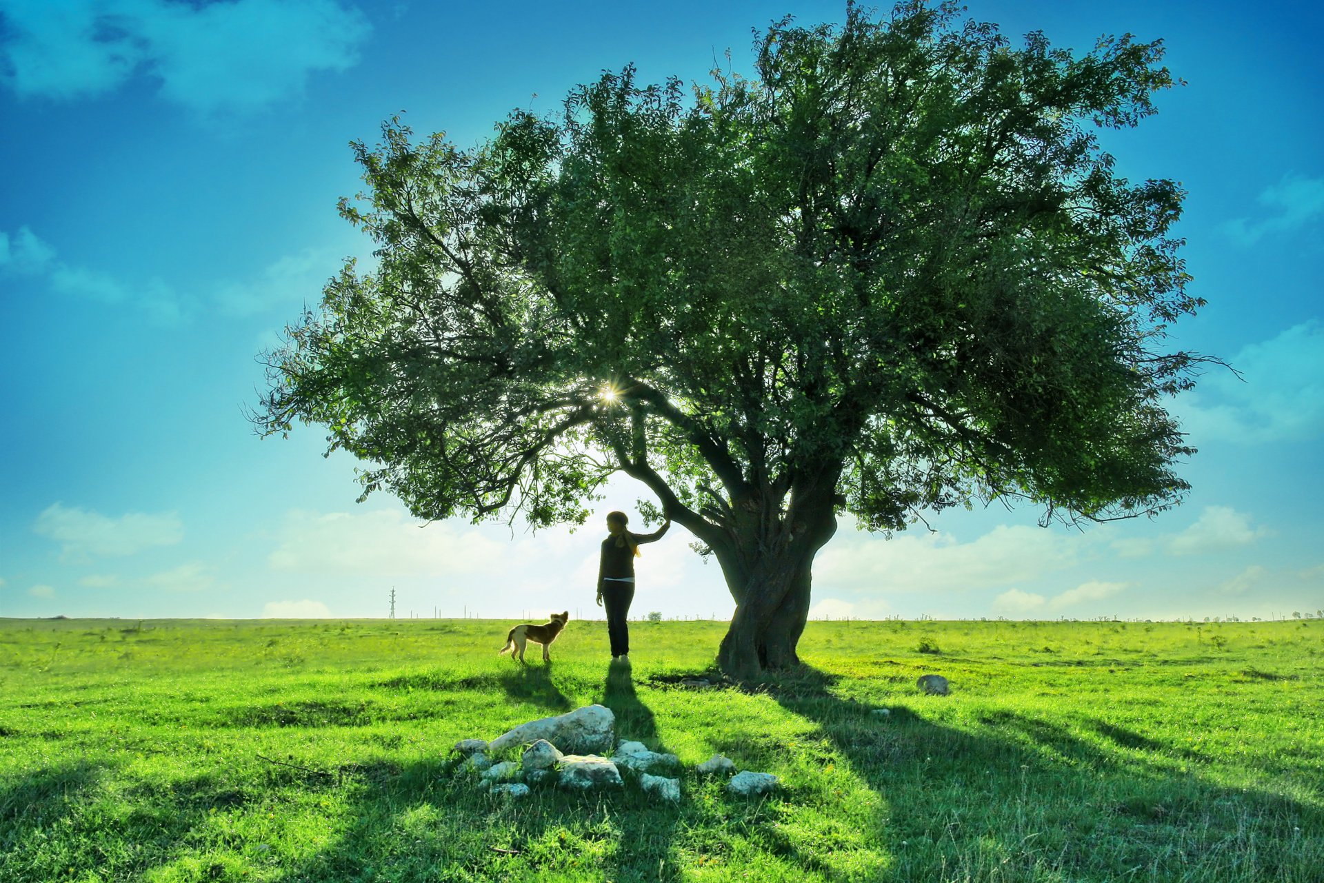 cane albero ragazza adolescente natura paesaggio cielo nuvole ragazza meraviglioso terra sognante bello sognante campo verde erba cucciolo erba cucciolo