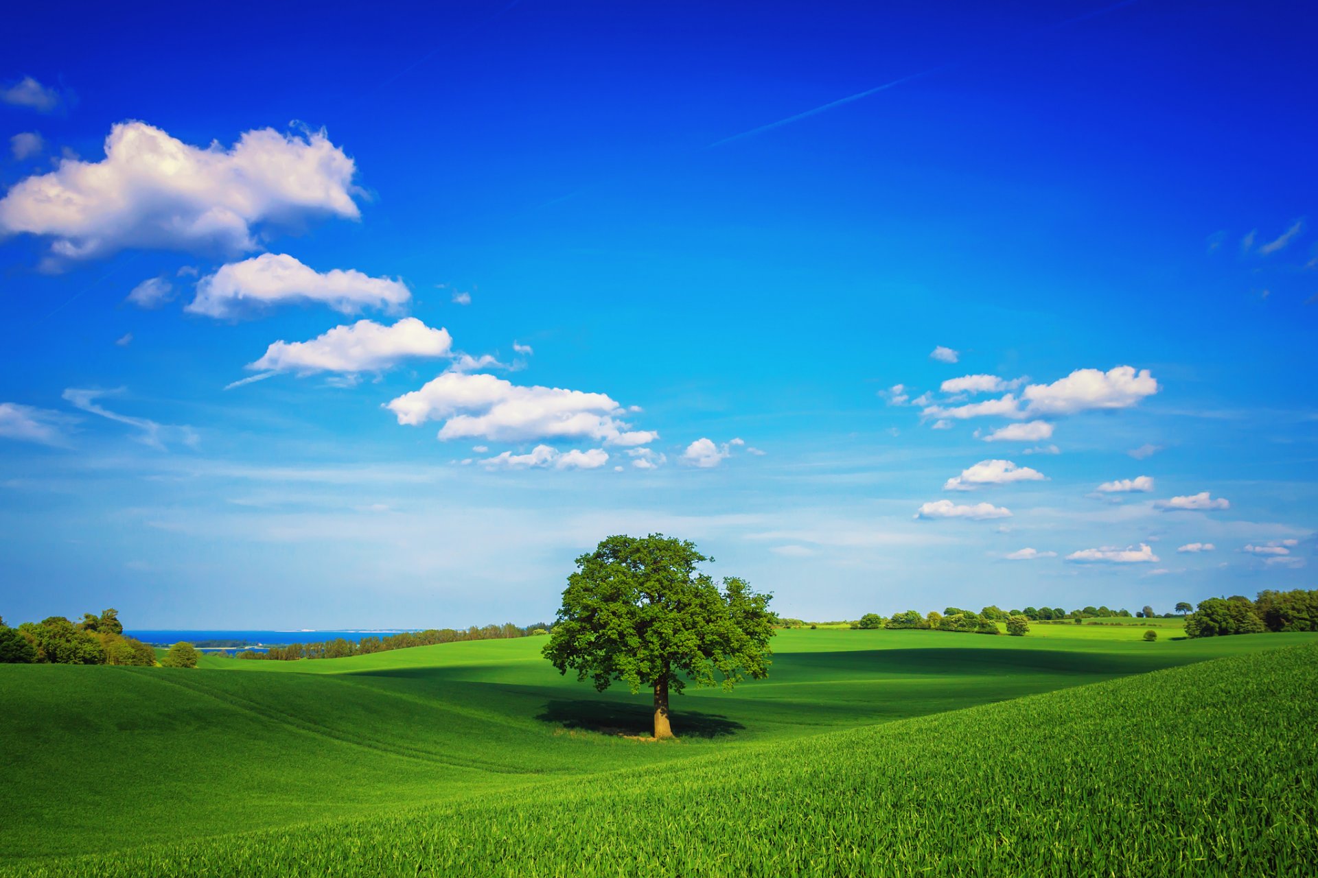 primavera campo erba albero verde cielo nuvole