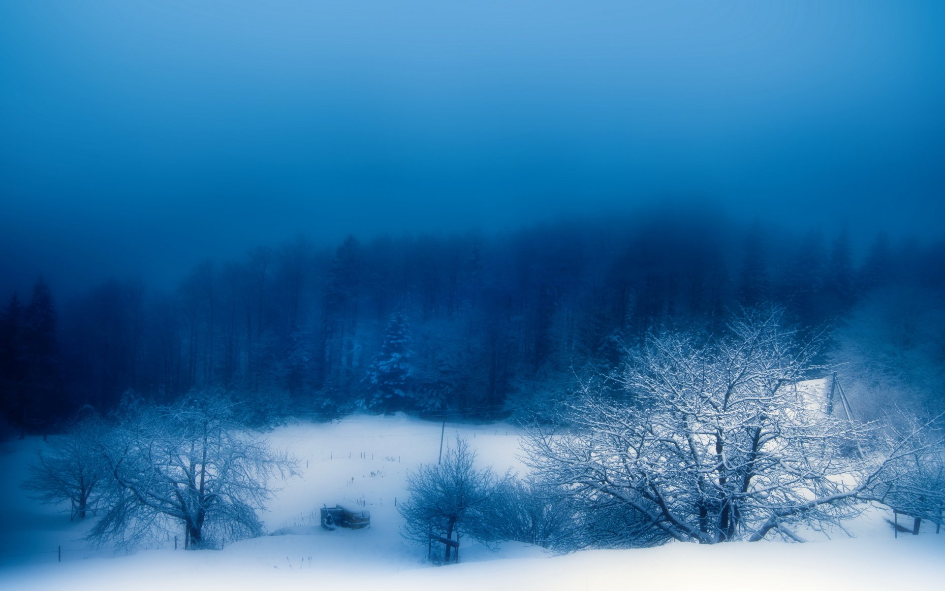 winter nebel schnee abend natur