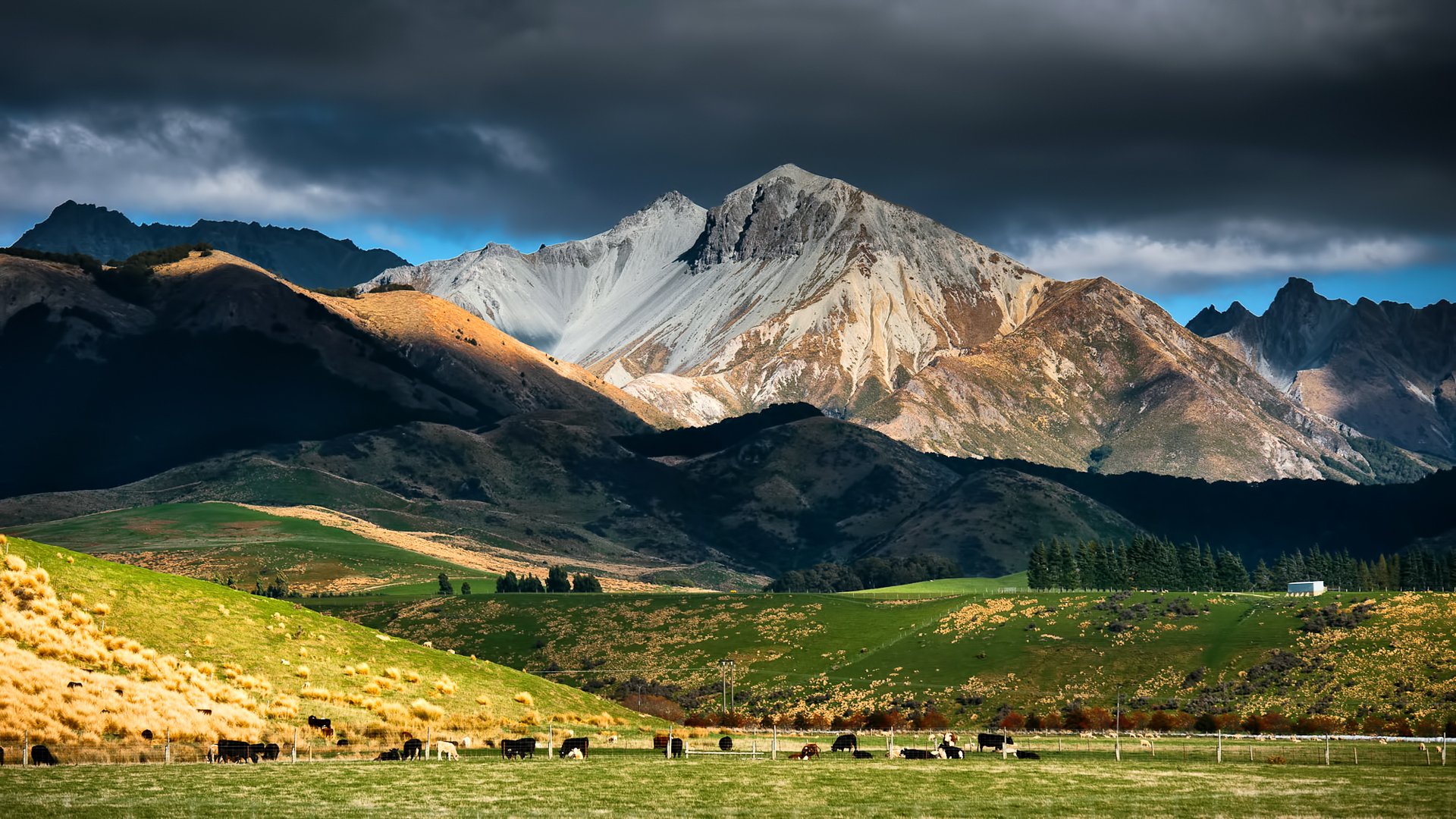 nouvelle-zélande montagnes ciel nuages pâturage troupeau vaches bétail