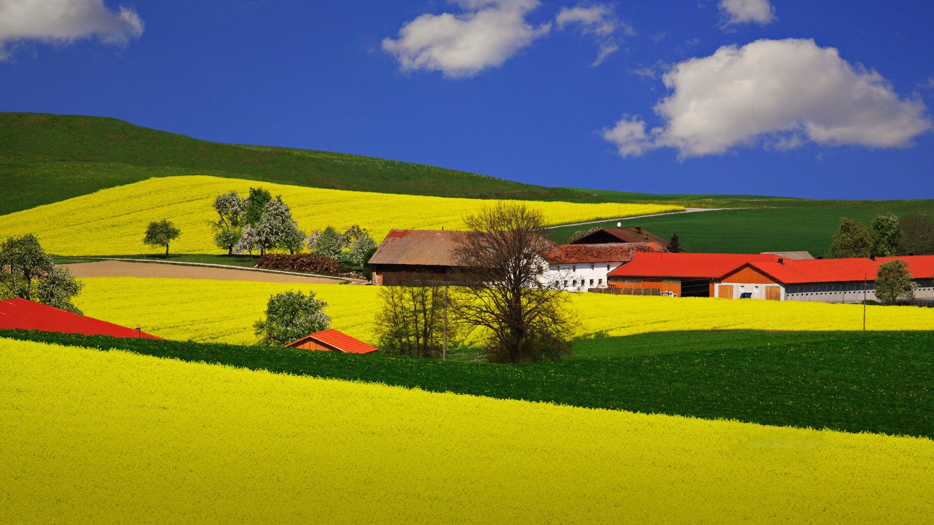 ummer the field houses farm tree blue sky white cloud