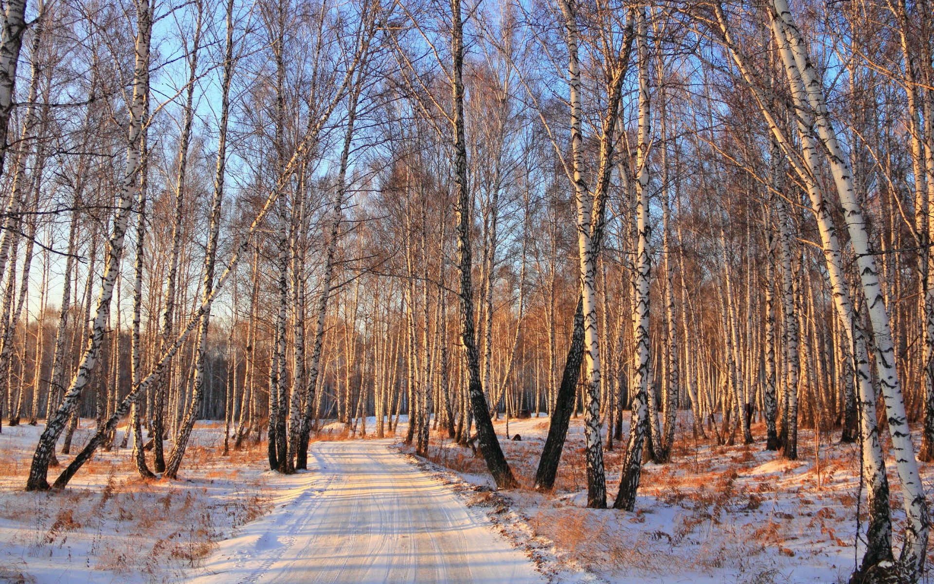 inverno foresta strada neve