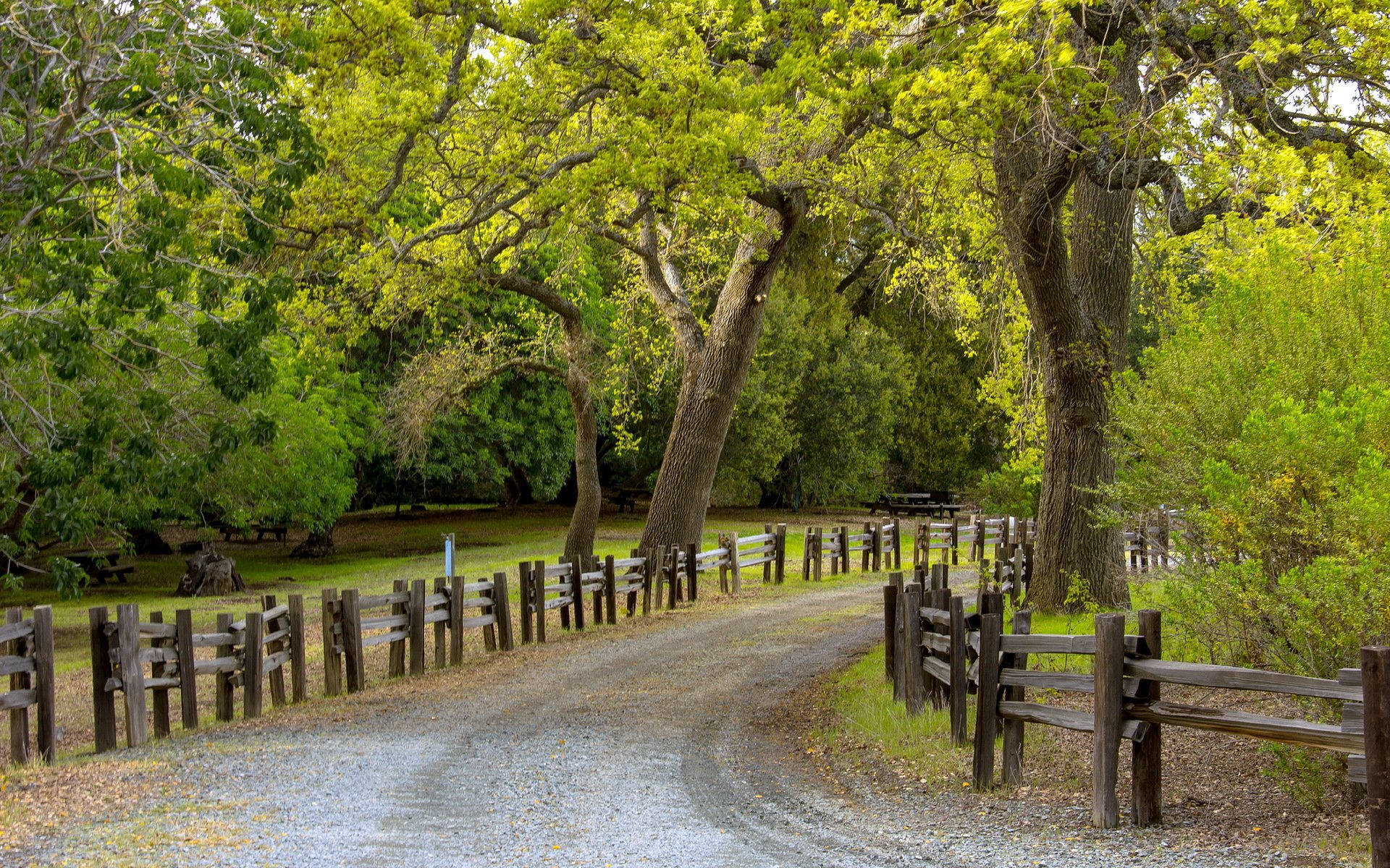 camino árboles cerca