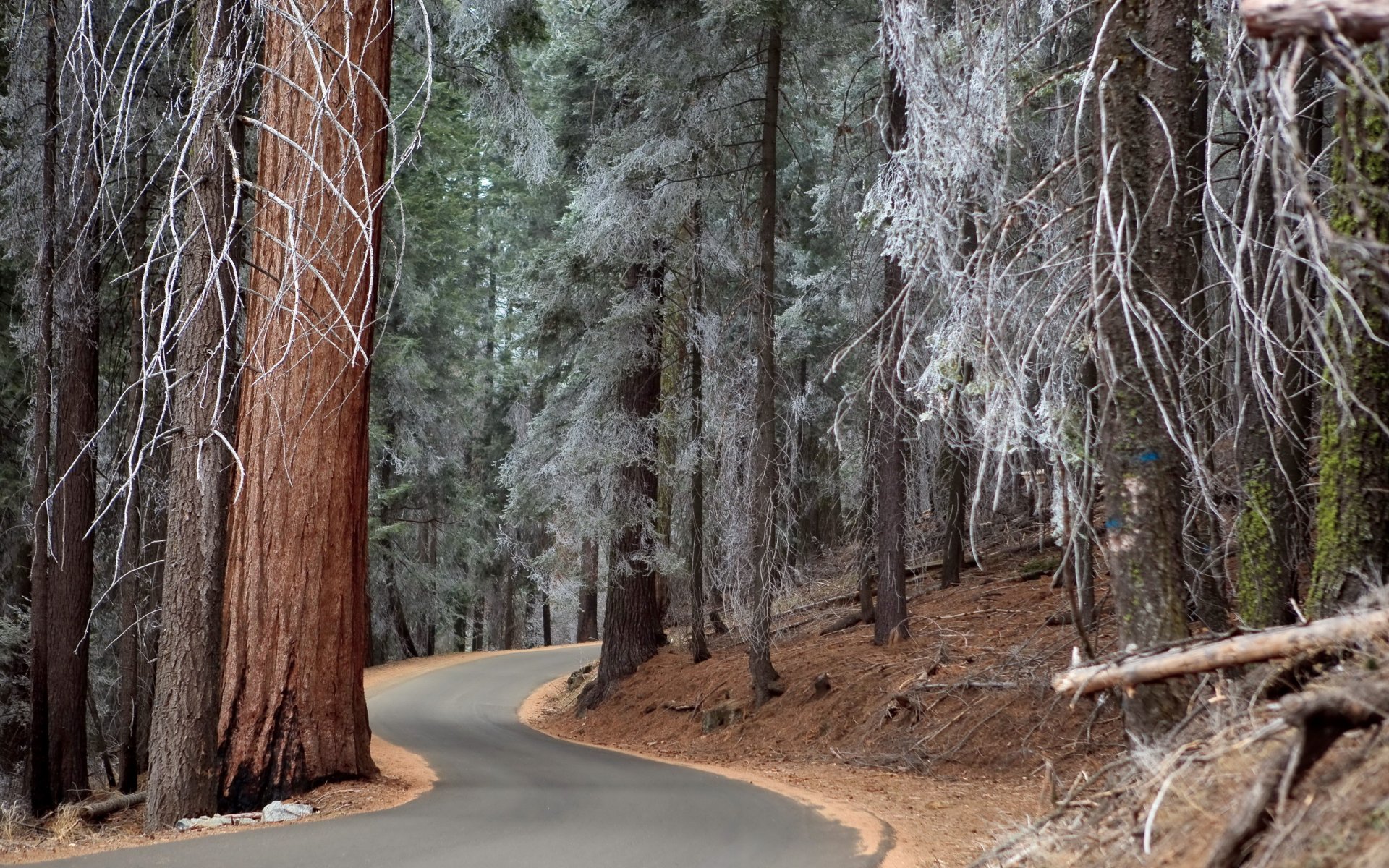 foresta strada alberi gelo