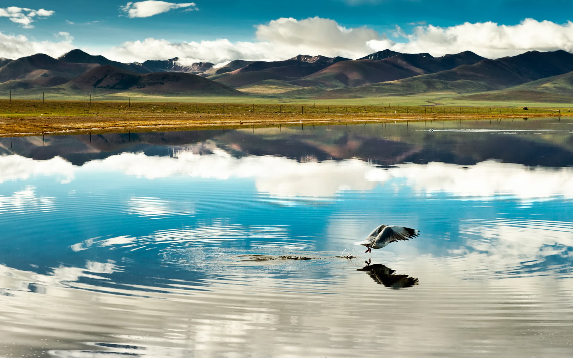 cina tibet montagna nuvole lago riflessione uccello volo